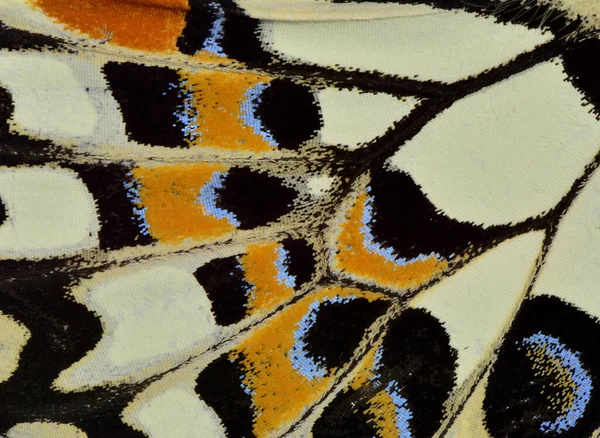 色彩斑斓的蝴蝶翅膀 背景紧贴纹理 — 图库照片