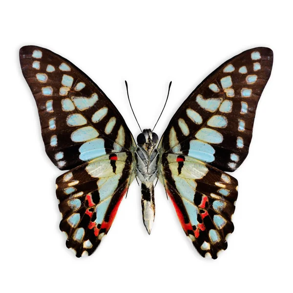 Common Jay Butterfly Profil Sayap Bawah Dalam Warna Alami Terisolasi — Stok Foto