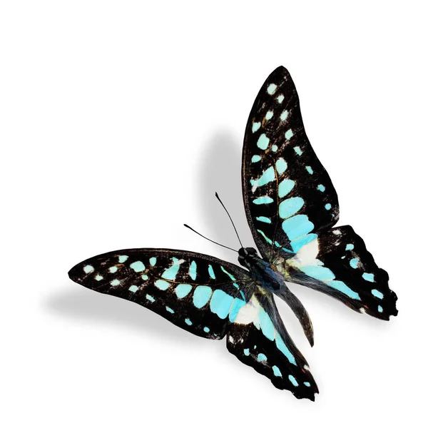 Common Jay Flying Butterfly Terisolasi Pada Latar Belakang Putih Dengan — Stok Foto