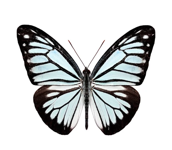 바탕에 떨어져 일반적 방랑자 나비의 윗부분의 천연색 — 스톡 사진