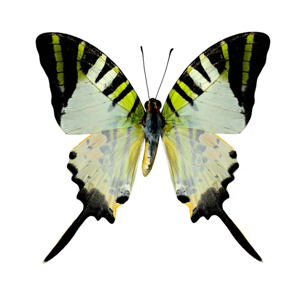 Fünfblättriger Schwertschwanz Schmetterling Oberes Profil Natürlicher Farbe Isoliert Auf Weißem — Stockfoto