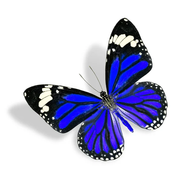 Mariposa Azul Voladora Aislada Sobre Fondo Blanco Con Sombra Suave — Foto de Stock