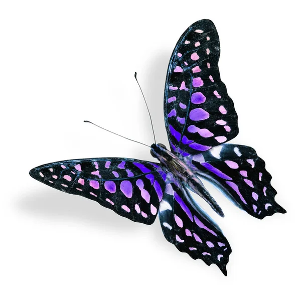 Fliegender Blauer Fleck Schmetterling Eichelhäher Mit Schwanz Ausgefallener Farbe Mit — Stockfoto