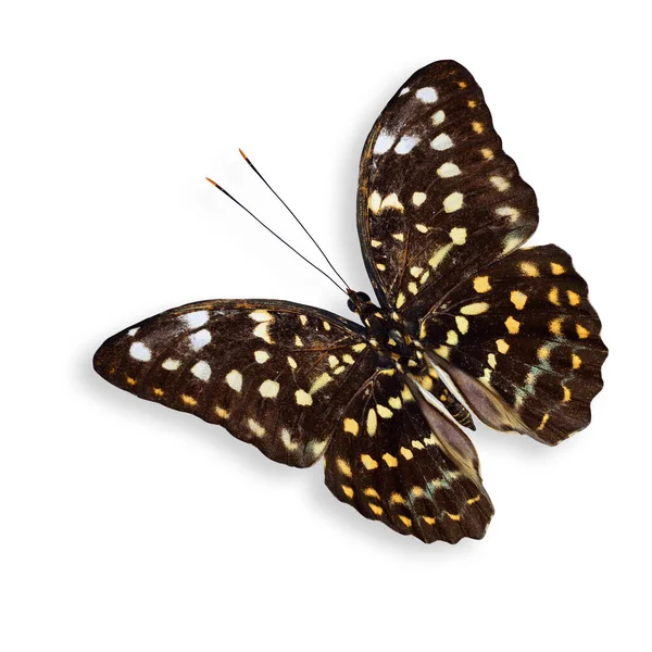 Terbang Archduke Butterfly Besar Dengan Bayangan Lembut Bawah — Stok Foto