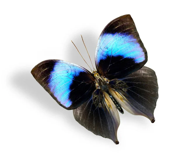 Mariposa Voladora Koh Noor Aislada Sobre Fondo Blanco Con Sombra —  Fotos de Stock