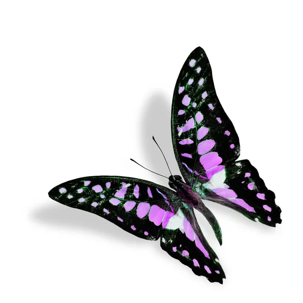 Fliegender Lila Und Rosa Schmetterling Isoliert Auf Weißem Hintergrund Mit — Stockfoto
