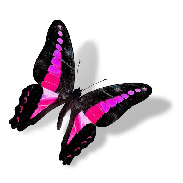 Flying Pink Black Butterfly Geïsoleerd Witte Achtergrond Met Zachte Schaduw — Stockfoto