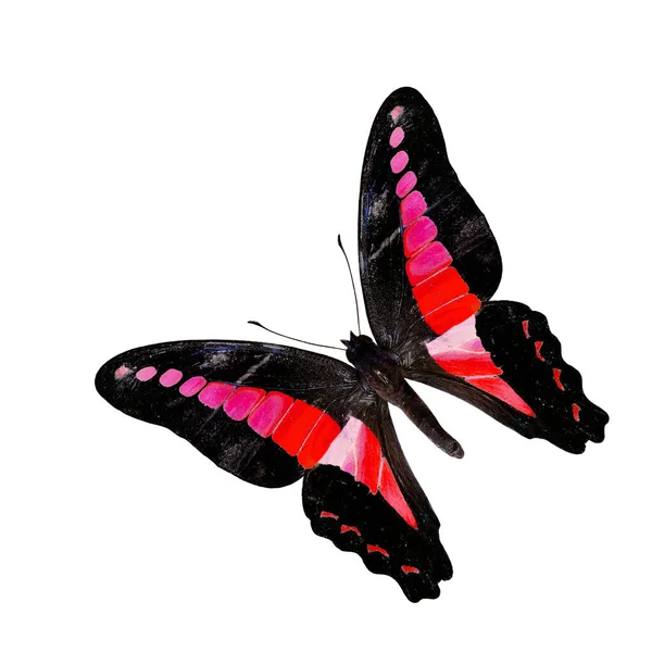 Fliegende Rote Und Rosa Schmetterling Isoliert Auf Weißem Hintergrund — Stockfoto