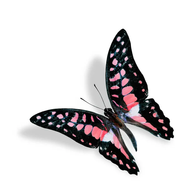 Mariposa Roja Voladora Aislada Sobre Fondo Blanco Con Sombra Suave —  Fotos de Stock