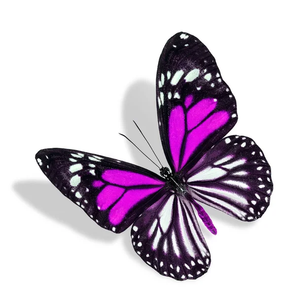 Flying Sweet Pink White Butterfly Isolated White Background — Stock Photo, Image