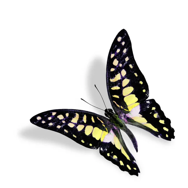 Fliegender Gelber Schmetterling Isoliert Auf Weißem Hintergrund Mit Weichem Schatten — Stockfoto