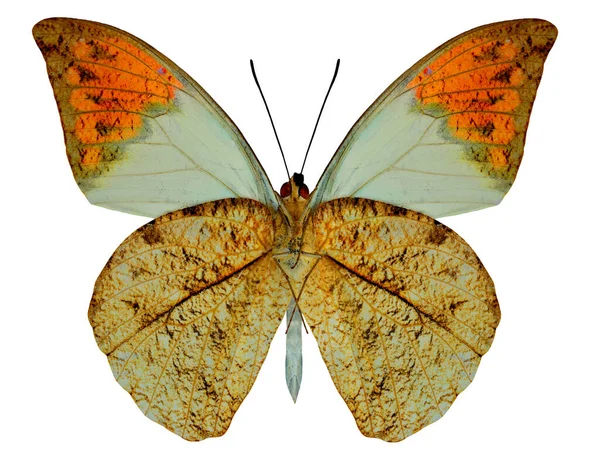 Grandes Detalles Mariposa Punta Naranja Aislada Sobre Fondo Blanco Perfil —  Fotos de Stock