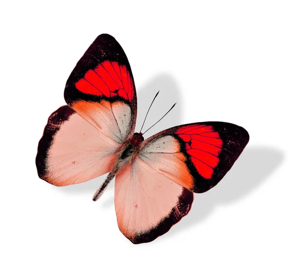 Great Red Butterfly Terbang Terisolasi Latar Belakang Putih Dengan Bayangan — Stok Foto