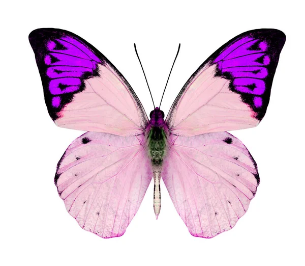 Große Violette Schmetterling Isoliert Auf Weißem Hintergrund — Stockfoto