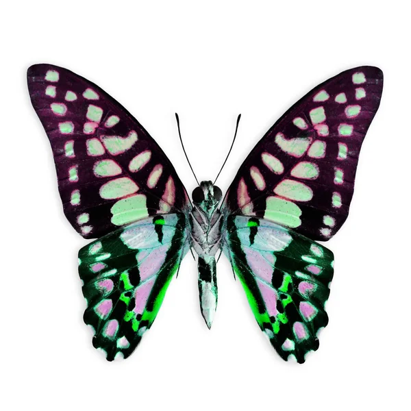 Grüner Und Lila Schmetterling Ausgefallener Farbe Isoliert Auf Weißem Hintergrund — Stockfoto