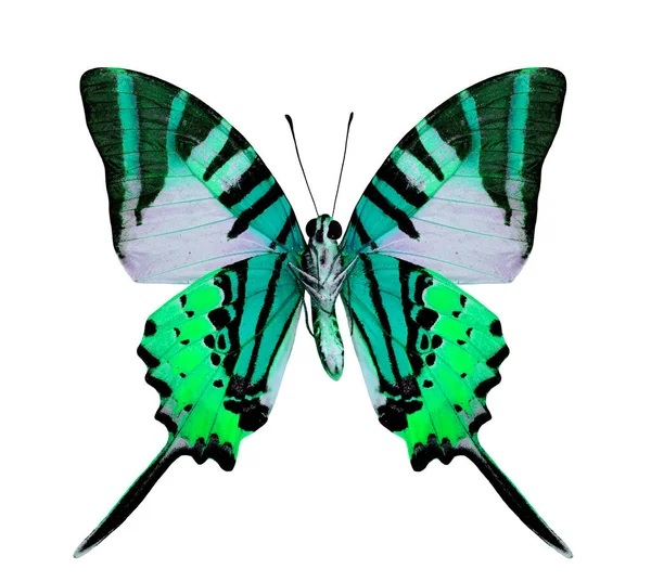 Mariposa Verde Color Fantasía Aislada Sobre Fondo Blanco —  Fotos de Stock