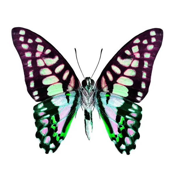 Beyaz Arkaplanda Yeşil Mor Renkli Kelebekler Var — Stok fotoğraf