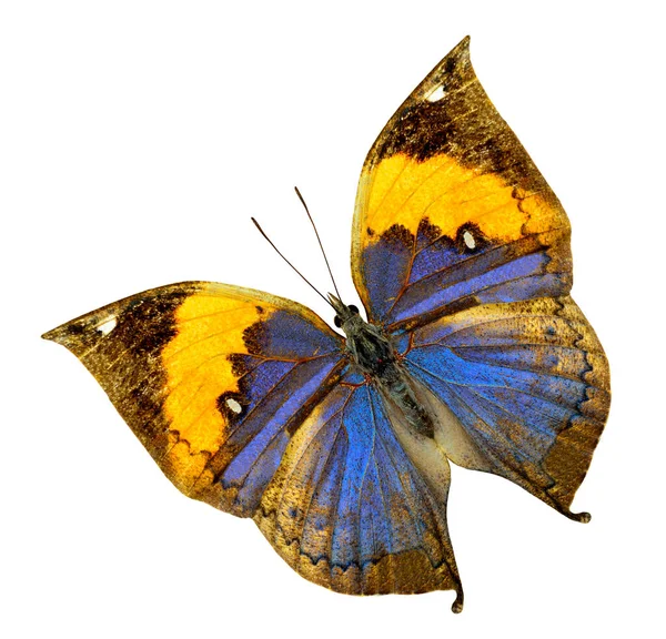 Indiase Blad Oakleaf Vlinder Bovenste Vleugel Natuurlijke Kleur Profiel — Stockfoto