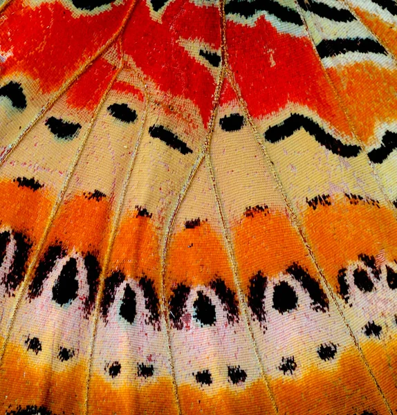 Leopard Lacewing Butterfly Wing Skin Close Its Texture — Stok Foto