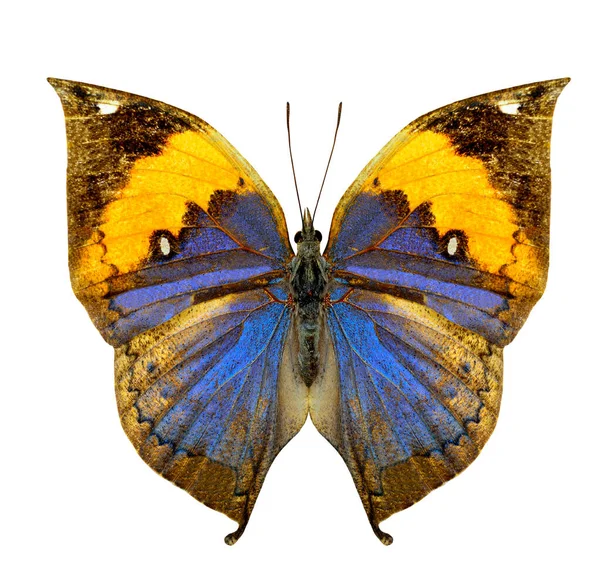 Belle Feuille Indienne Oakleaf Aile Supérieure Papillon Dans Profil Couleur Image En Vente
