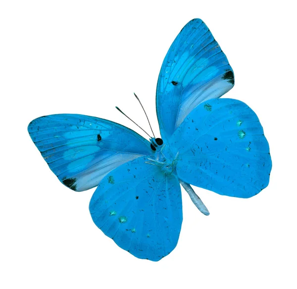 Mejor Mariposa Azul Aislada Sobre Fondo Blanco Imagen de stock