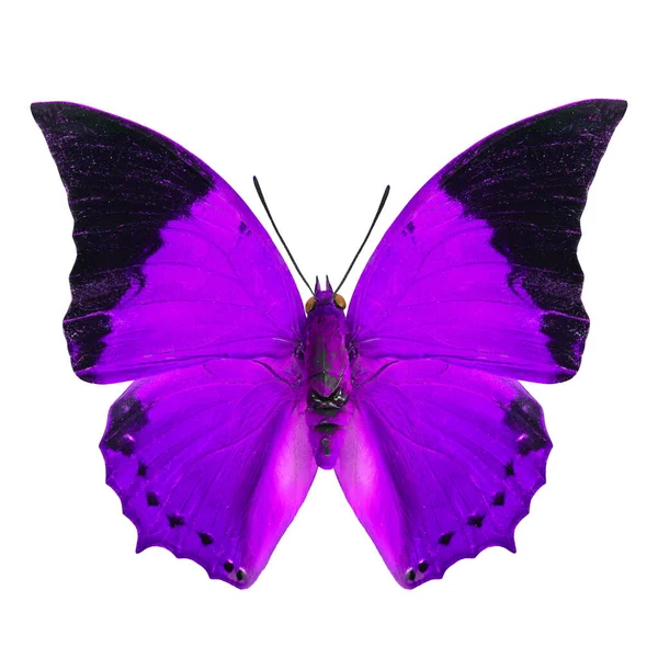 Mejor Mariposa Púrpura Aislada Sobre Fondo Blanco Perfil Color Elegante Fotos de stock