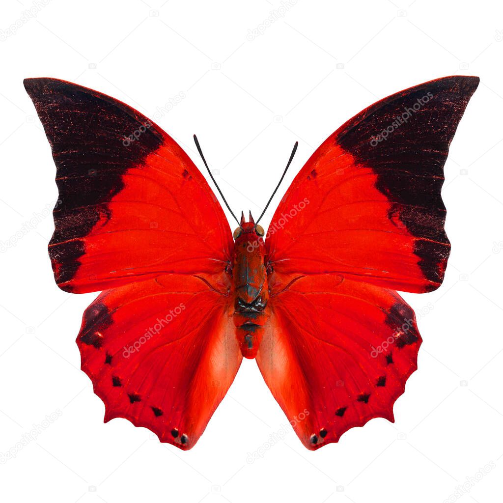 Best of Red butterfly isolated on white background in fancy color profile