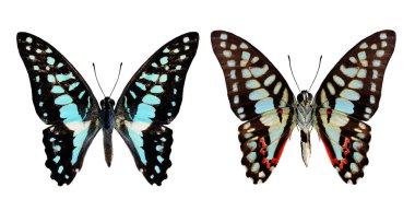Beyaz arkaplanda izole edilmiş, doğal renk olarak Jay Butterfly hem ipper hem de daha düşük kanat profili kümesi