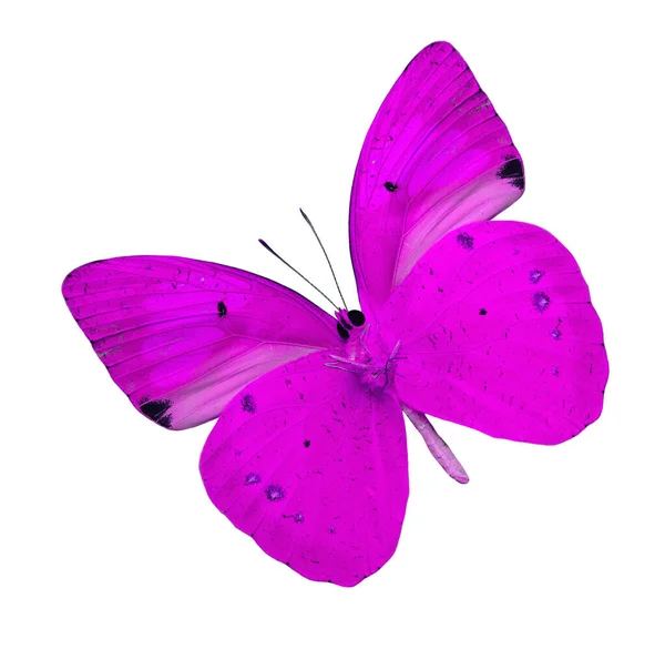 Pink Butterfly Isolated White Background Yellow Orange Tip Butterfly — Stock Photo, Image