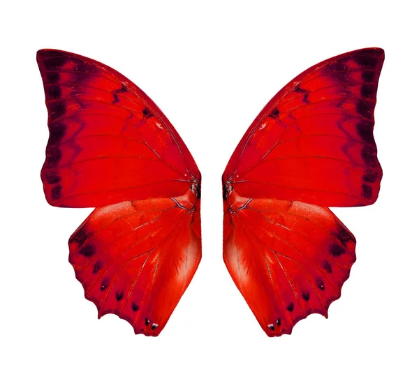 Red Butterfly Wings Untuk Pekerjaan Desain Angel Wings Terisolasi Pada — Stok Foto