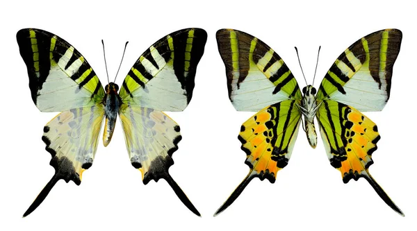 Set Fivebar Swordtail Butterfly Both Upperand Lower Wing Profile Natural — Stock Photo, Image