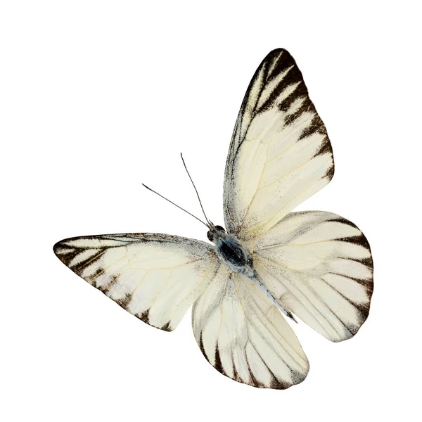 Proužkovaný Albatros Motýl Zadní Profil Izolované Bílém Pozadí — Stock fotografie