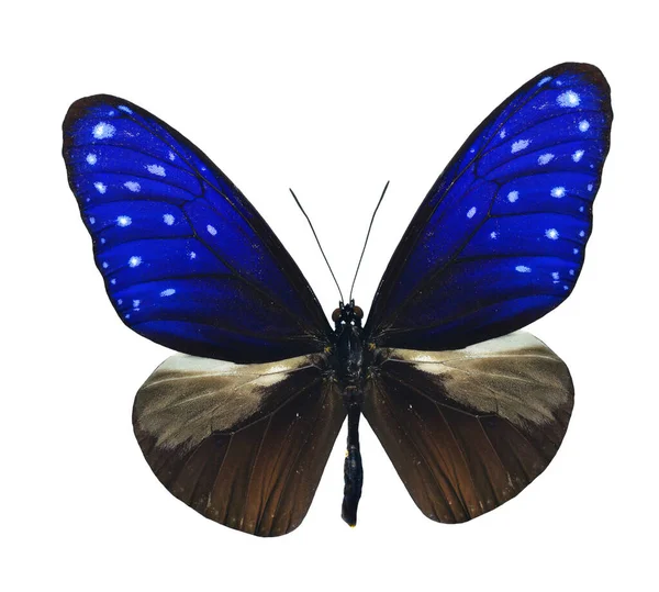 Paski Niebieski Kruk Motyl Górne Skrzydło Profil Izolowany Białym Tle — Zdjęcie stockowe