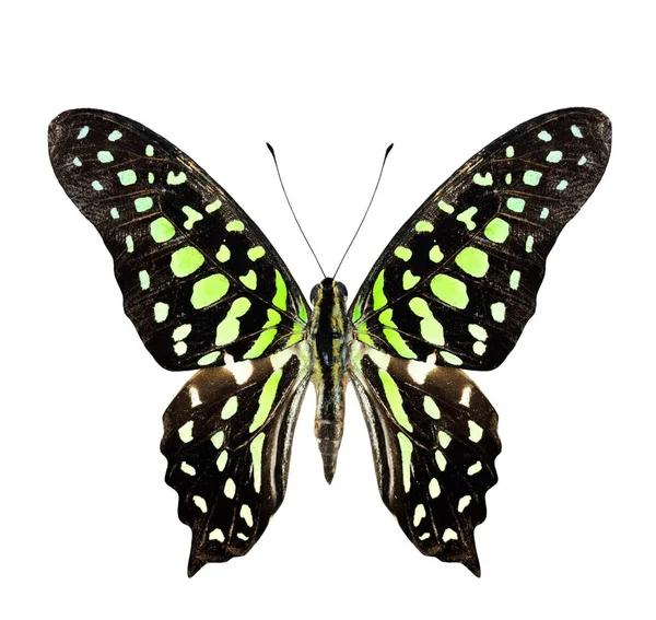 Cauda Jay Butterfly Perfil Asa Superior Cor Natural Isolado Fundo — Fotografia de Stock