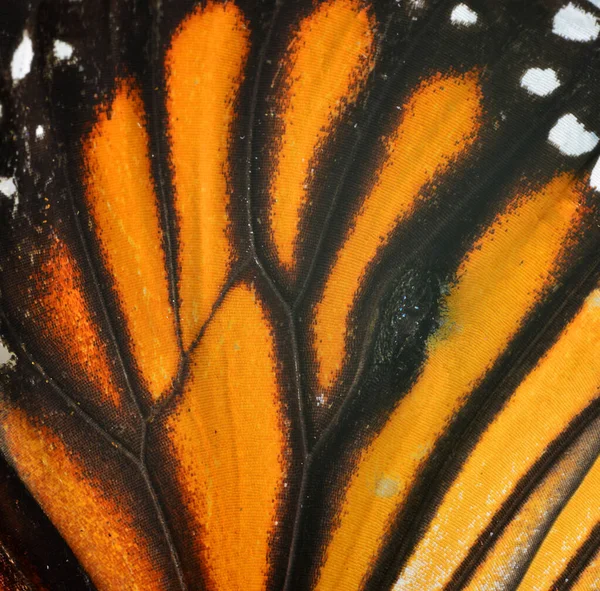 Tekstura Skrzydła Common Tiger Butterfly Prac Projektowych Architektonicznych — Zdjęcie stockowe