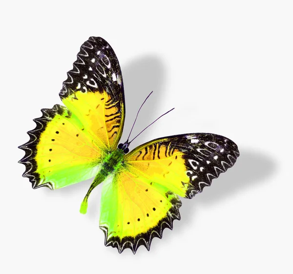 Piękny Latający Żółty Motyl Miękkim Cieniem Białym Tle — Zdjęcie stockowe