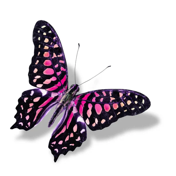 Der Schöne Rosa Schmetterling Fliegt Isoliert Auf Weißem Hintergrund Mit — Stockfoto