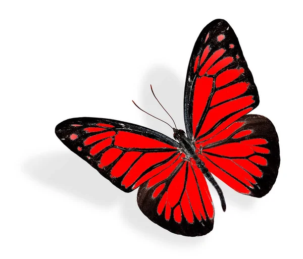 Der Schöne Rote Schmetterling Fliegt Auf Weißem Hintergrund Mit Sanftem — Stockfoto