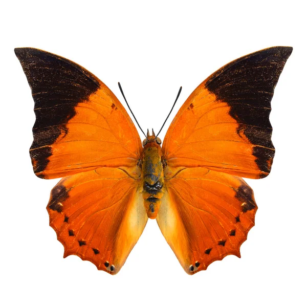 Κοινό Tawny Rajah Butterfly Προφίλ Άνω Πτέρυγα Φυσικό Χρώμα Απομονώνονται — Φωτογραφία Αρχείου