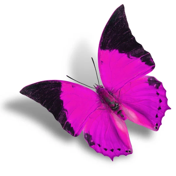 Borboleta Rosa Voadora Isolada Fundo Branco Com Sombra Suave — Fotografia de Stock