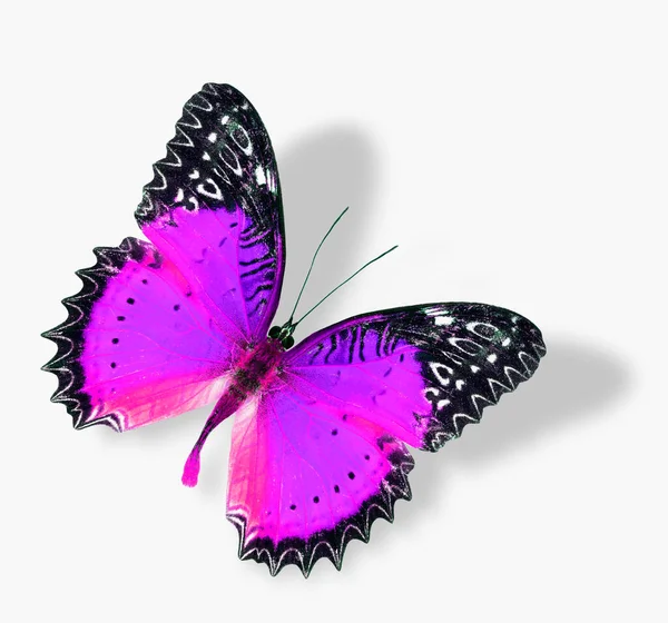 Der Fliegende Rosa Schmetterling Mit Weichem Schatten Isoliert Auf Weißem — Stockfoto