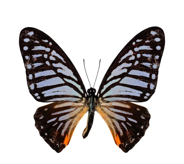 Great Zebra Butterfly Profil Sayap Atas Dalam Warna Alami Terisolasi — Stok Foto