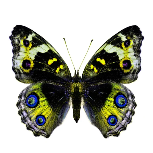 Жовта Метелик Блакитна Пансі Ізольована Білому Тлі — стокове фото