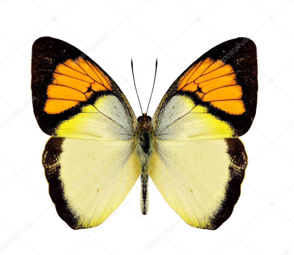 The yellow orange tip butterfly upper wing profile in natural color isolated on white background