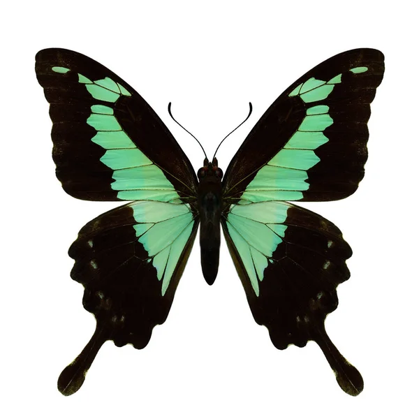 Äppelgrön Eller Grön Bandad Svälja Svans Papilio Phorcas Vacker Blek — Stockfoto