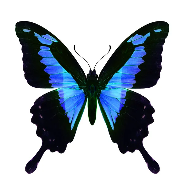 白の背景に隔離された色のトランスペアレントでファンシー明るい青のツバメの尾蝶 驚きの性質 — ストック写真