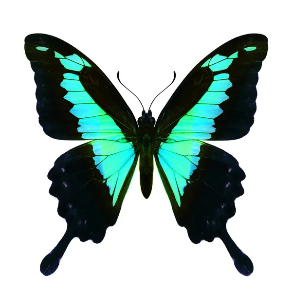 Fancy Velvet Green Swallowtail Butterfly Color Transpanrecny Cut Out White — Stock Photo, Image