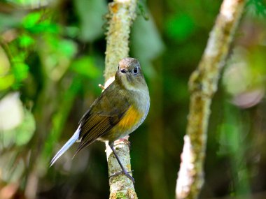 Güzel Mavi Kuş Portakal kanatlı Bush Robin (Tarsiger rufilatus) ya da Himalaya Bluetail kuşu