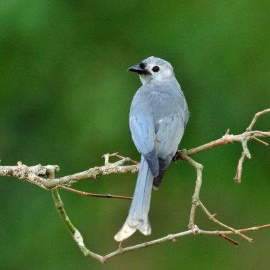 Ashy Drongo (Dicrurus leucphaeus) arka profili güzel bir kuş