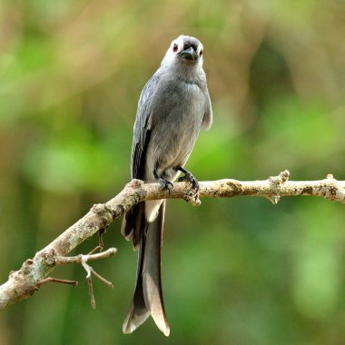 Kül Drongo (Dicrurus leucphaeus) güzel gri kuş direğe tünemiş.